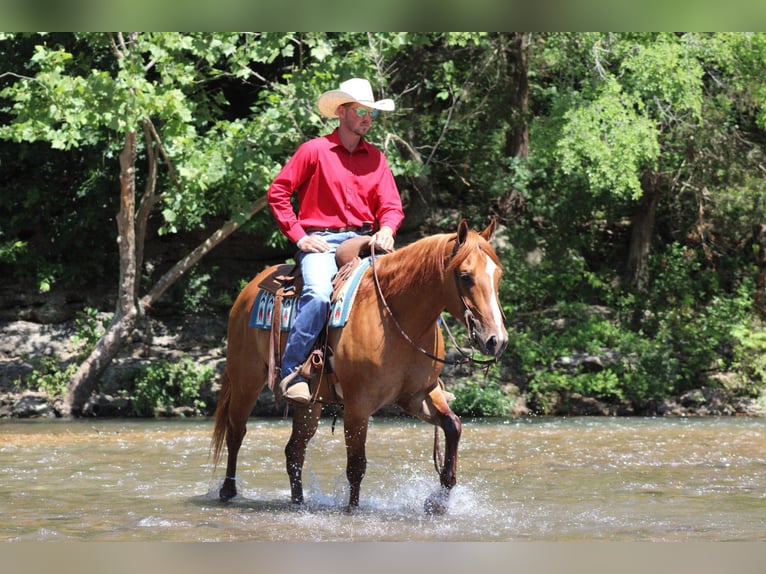 Quarter horse américain Hongre 4 Ans 152 cm Isabelle in Purdy, MO