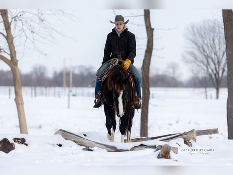 Quarter horse américain Hongre 4 Ans 152 cm Noir in Shelbina