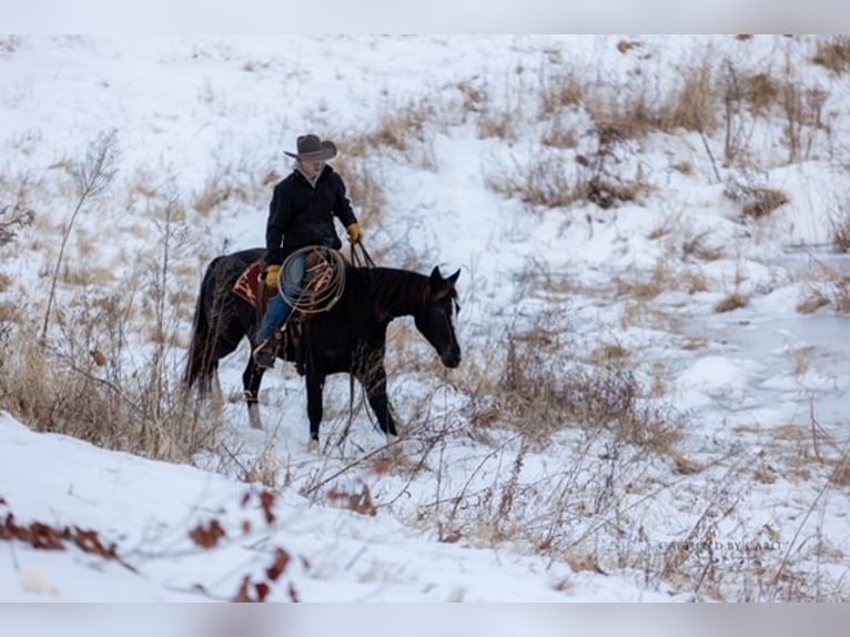Quarter horse américain Hongre 4 Ans 152 cm Noir in Shelbina