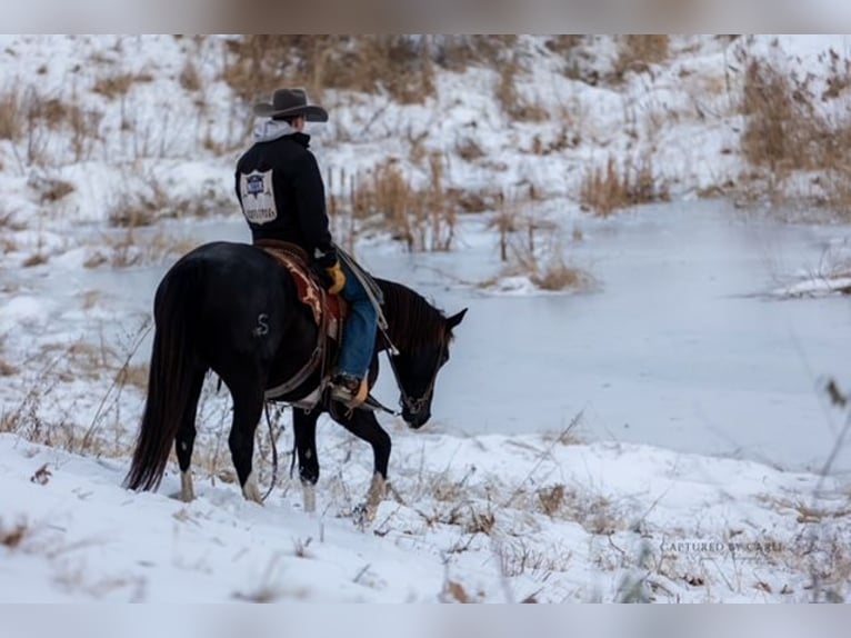 Quarter horse américain Hongre 4 Ans 152 cm Noir in Shelbina