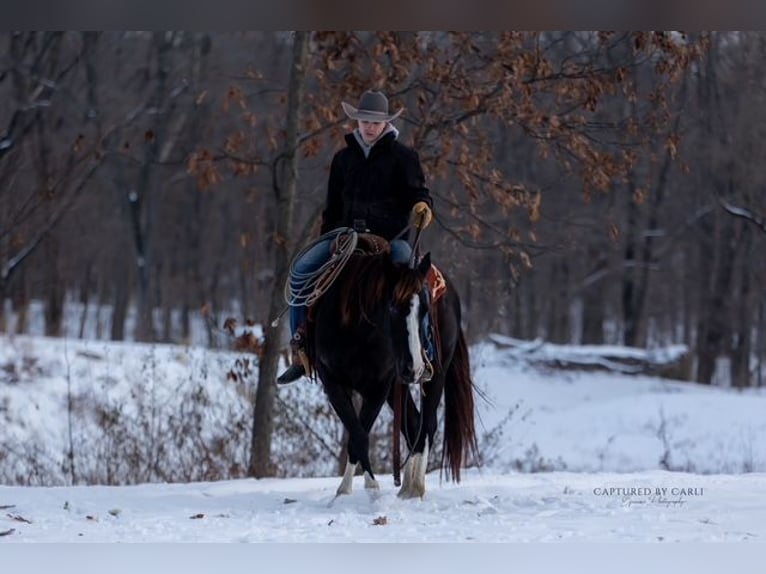 Quarter horse américain Hongre 4 Ans 152 cm Noir in Shelbina