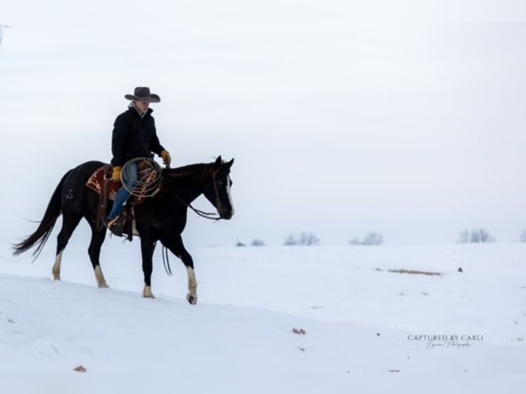 Quarter horse américain Hongre 4 Ans 152 cm Noir in Shelbina