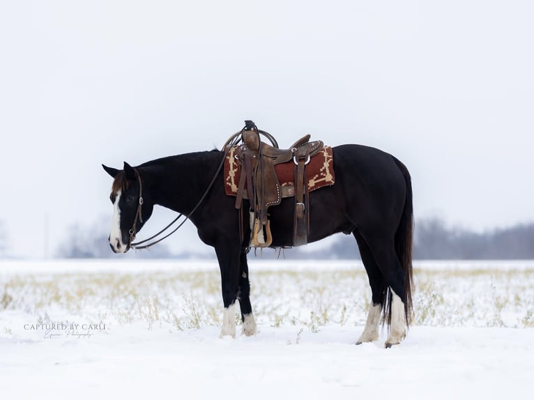 Quarter horse américain Hongre 4 Ans 152 cm Noir in Shelbina