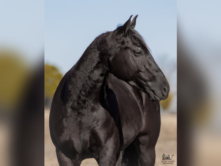Quarter horse américain Hongre 4 Ans 152 cm Noir in Tompkinsville
