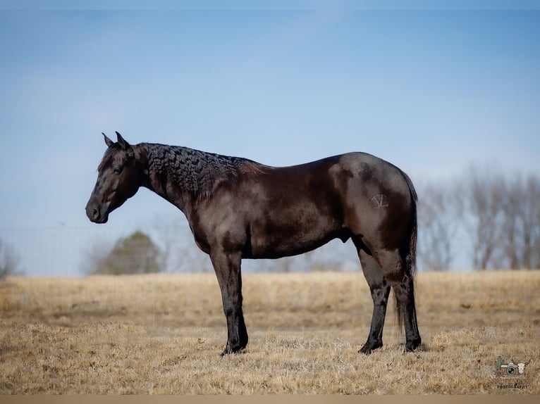Quarter horse américain Hongre 4 Ans 152 cm Noir in Tompkinsville