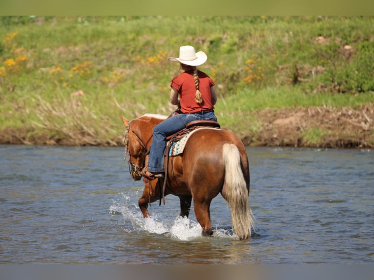 Quarter horse américain Hongre 4 Ans 152 cm Palomino in Clarion, PA