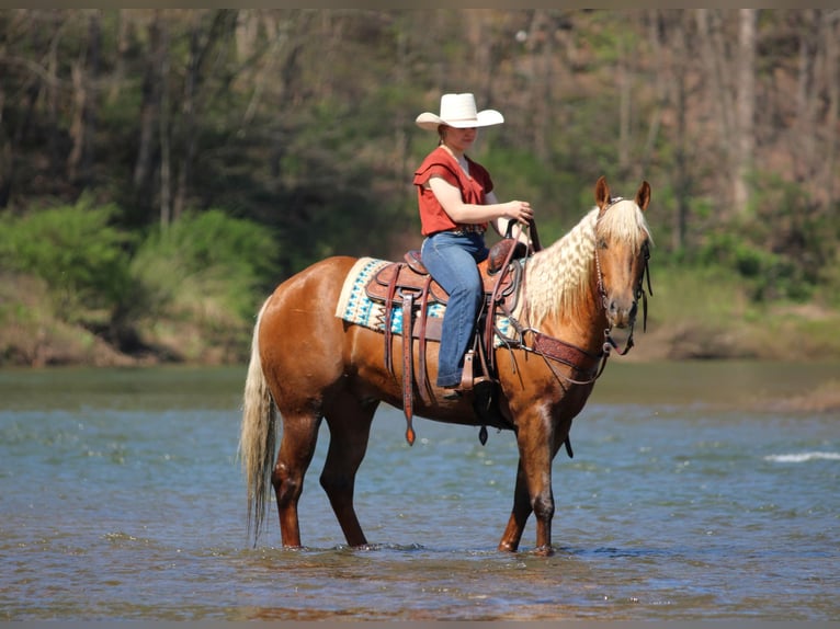 Quarter horse américain Hongre 4 Ans 152 cm Palomino in Clarion, PA
