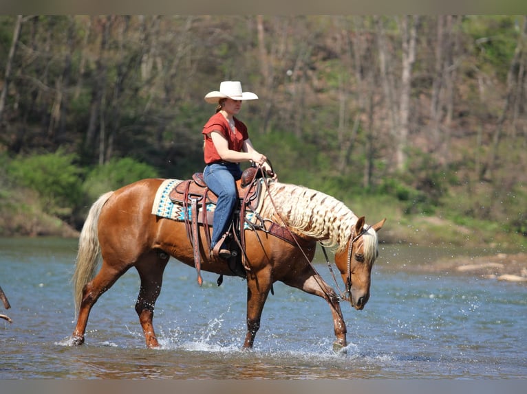 Quarter horse américain Hongre 4 Ans 152 cm Palomino in Clarion, PA