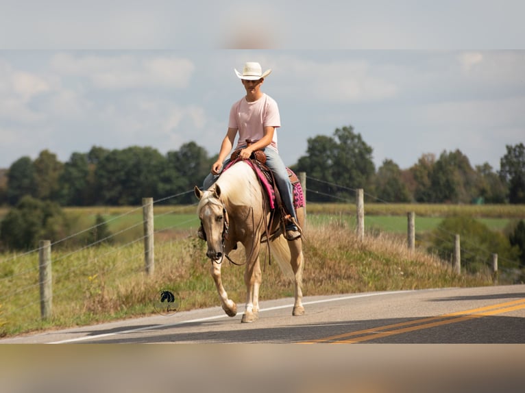 Quarter horse américain Hongre 4 Ans 152 cm Palomino in Fredericksburg, OH