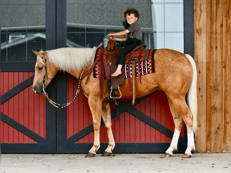 Quarter horse américain Hongre 4 Ans 152 cm Palomino in Rebersburg