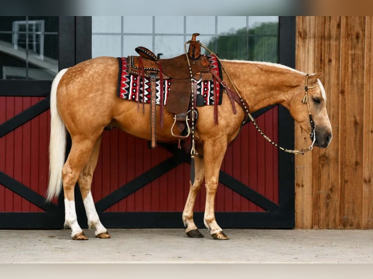 Quarter horse américain Hongre 4 Ans 152 cm Palomino in Rebersburg