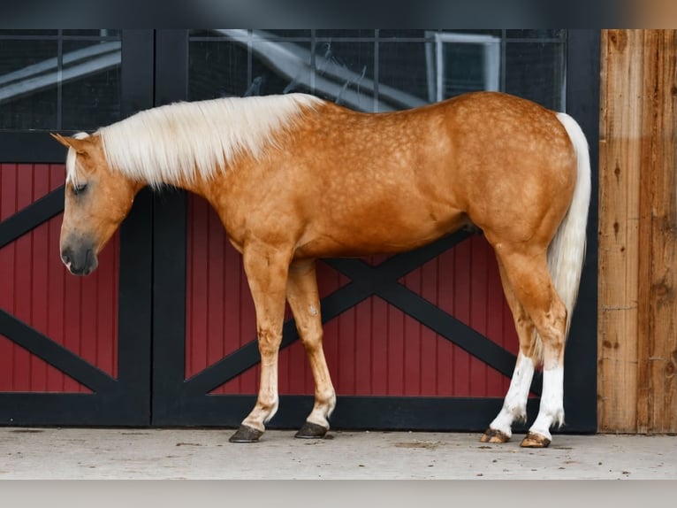 Quarter horse américain Hongre 4 Ans 152 cm Palomino in Rebersburg