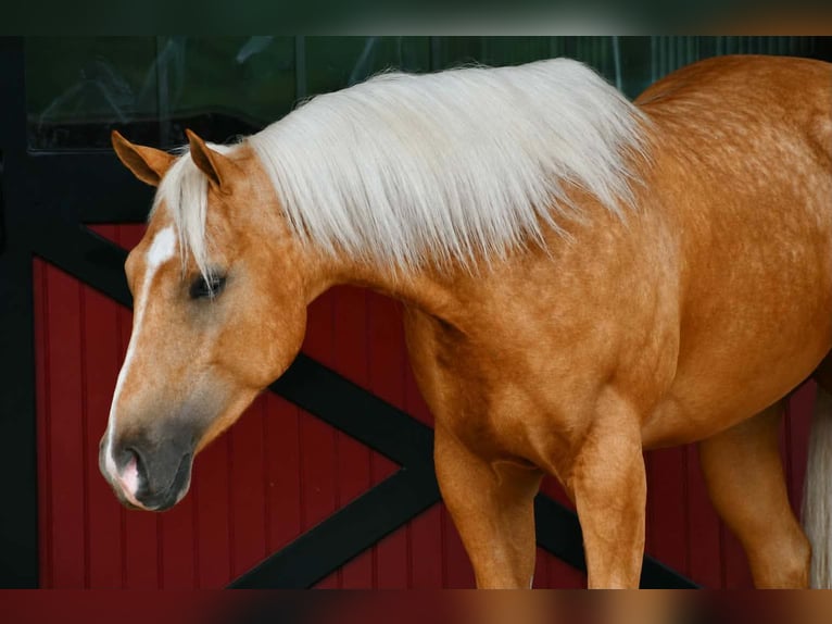 Quarter horse américain Hongre 4 Ans 152 cm Palomino in Rebersburg