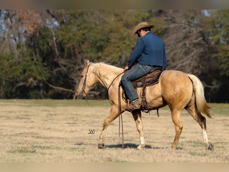 Quarter horse américain Hongre 4 Ans 152 cm Palomino in Carthage, TX