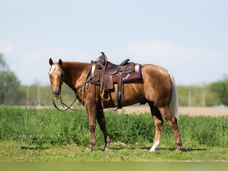 Quarter horse américain Hongre 4 Ans 152 cm Palomino in Lewistown