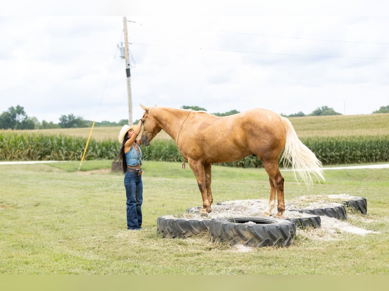 Quarter horse américain Hongre 4 Ans 152 cm Palomino in Lewistown