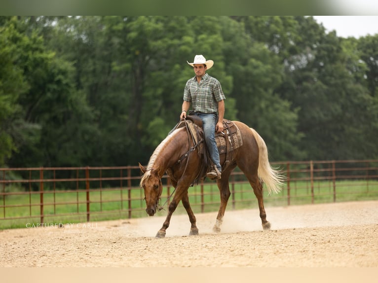 Quarter horse américain Hongre 4 Ans 152 cm Palomino in Lewistown