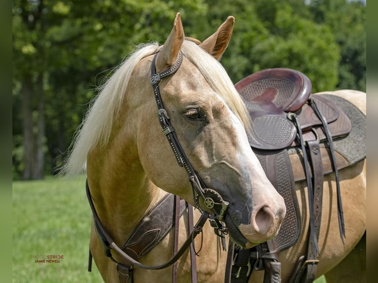 Quarter horse américain Hongre 4 Ans 152 cm Palomino in Midway, KY