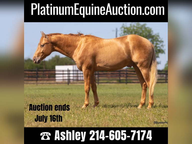 Quarter horse américain Hongre 4 Ans 152 cm Palomino in Weatherford TX