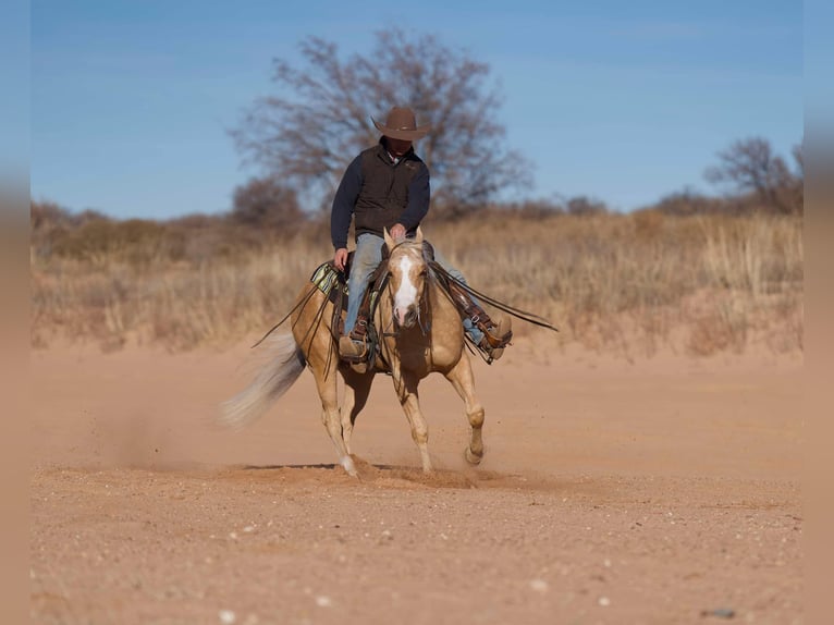 Quarter horse américain Hongre 4 Ans 152 cm Palomino in Mountain Grove Mo