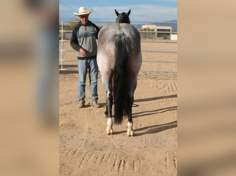 Quarter horse américain Hongre 4 Ans 152 cm Roan-Bay in Caldwell