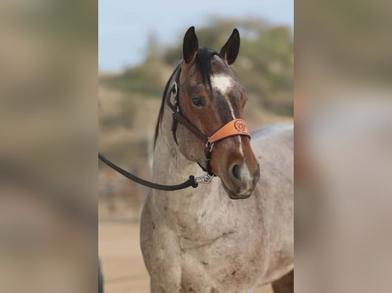 Quarter horse américain Hongre 4 Ans 152 cm Roan-Bay in Caldwell