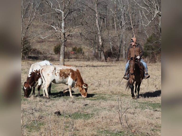 Quarter horse américain Hongre 4 Ans 152 cm Roan-Bay in Mount Vernon