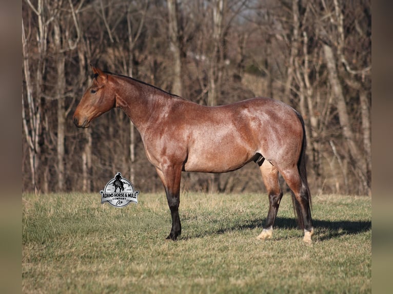 Quarter horse américain Hongre 4 Ans 152 cm Roan-Bay in Mount Vernon