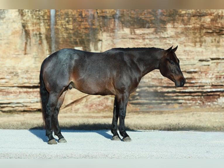 Quarter horse américain Hongre 4 Ans 152 cm Roan-Bay in Purdy