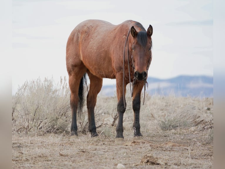 Quarter horse américain Hongre 4 Ans 152 cm Roan-Bay in Saint Anthony