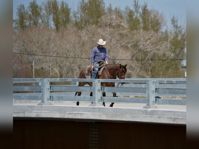 Quarter horse américain Hongre 4 Ans 152 cm Roan-Bay in Saint Anthony