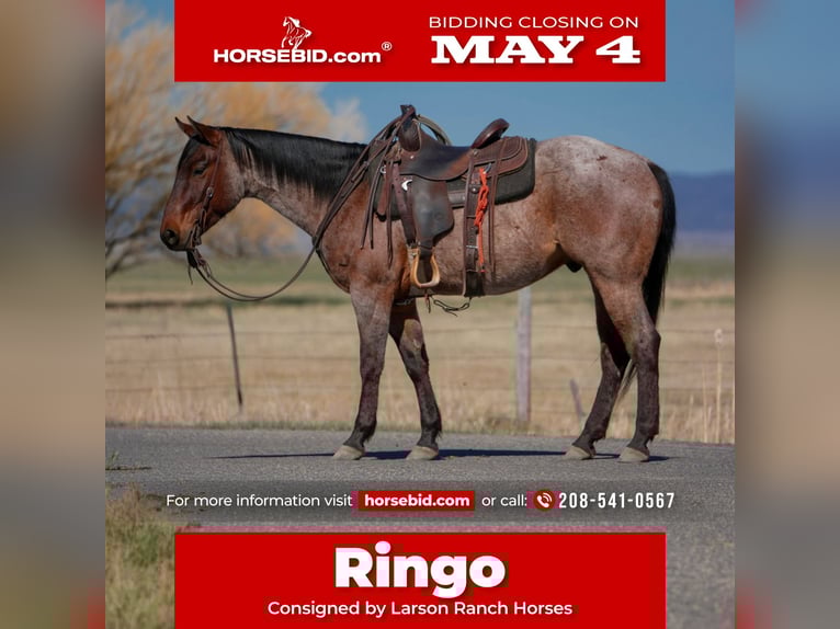 Quarter horse américain Hongre 4 Ans 152 cm Roan-Bay in Saint Anthony