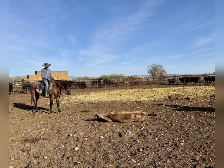 Quarter horse américain Hongre 4 Ans 152 cm Roan-Bay in Saint Anthony