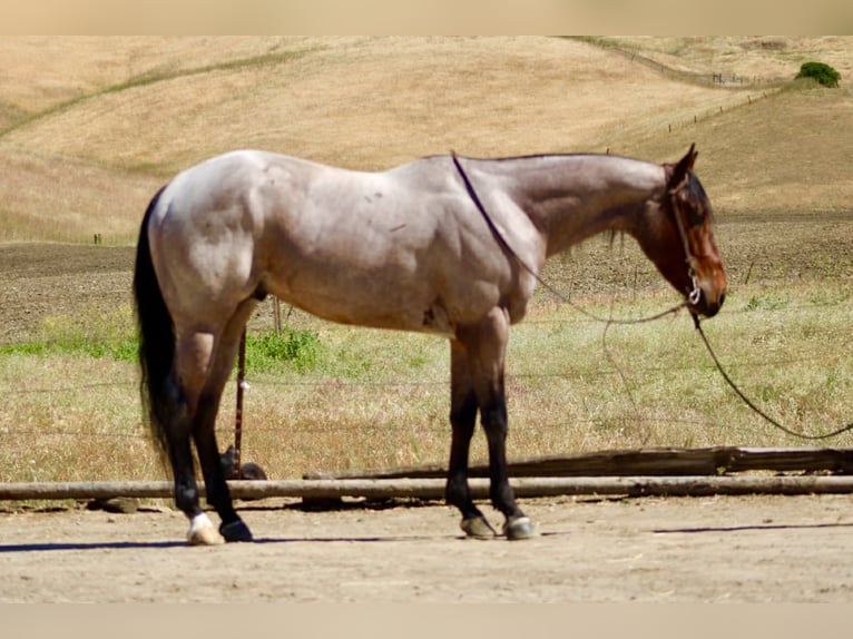 Quarter horse américain Hongre 4 Ans 152 cm Roan-Bay in Tres Pinos