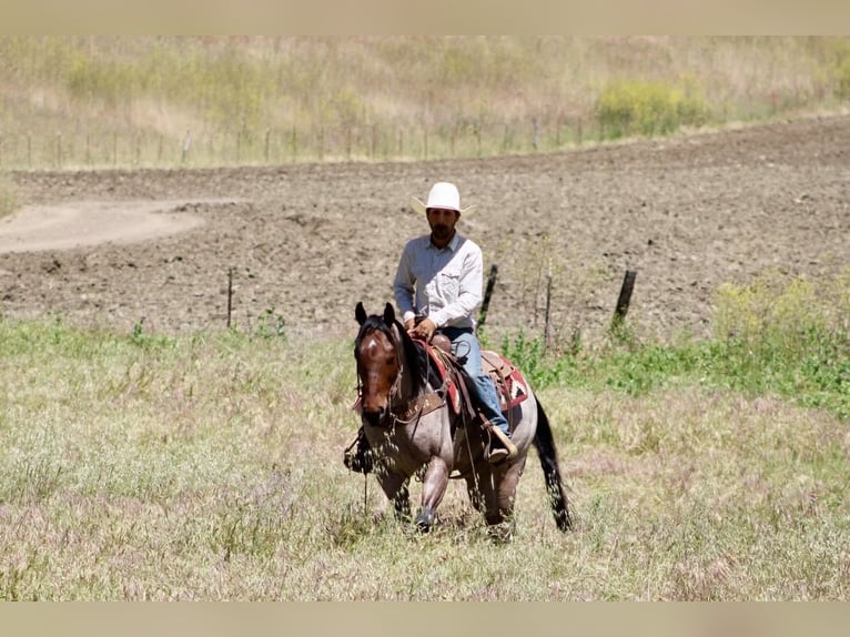 Quarter horse américain Hongre 4 Ans 152 cm Roan-Bay in Tres Pinos