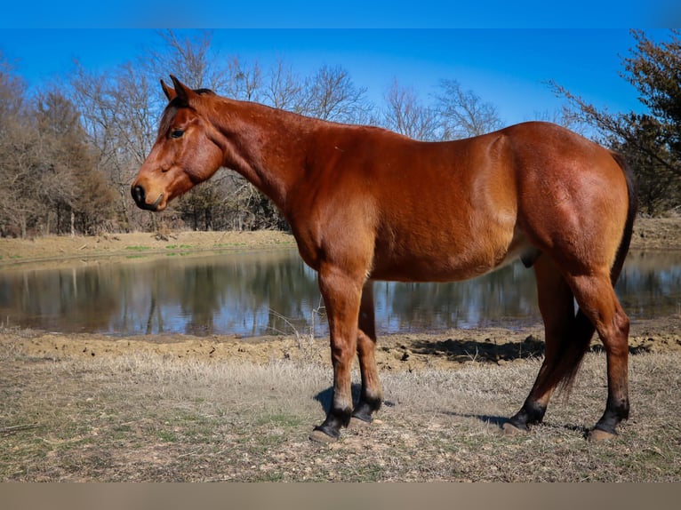 Quarter horse américain Hongre 4 Ans 152 cm Roan-Bay in Holdenville