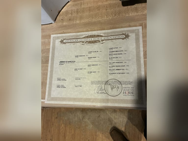 Quarter horse américain Hongre 4 Ans 152 cm Roan-Bay in Holdenville