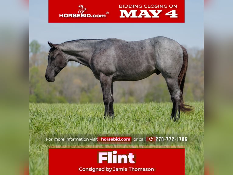 Quarter horse américain Hongre 4 Ans 152 cm Rouan Bleu in Auburn, KY