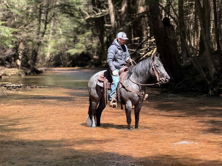 Quarter horse américain Hongre 4 Ans 152 cm Rouan Bleu in Clarion