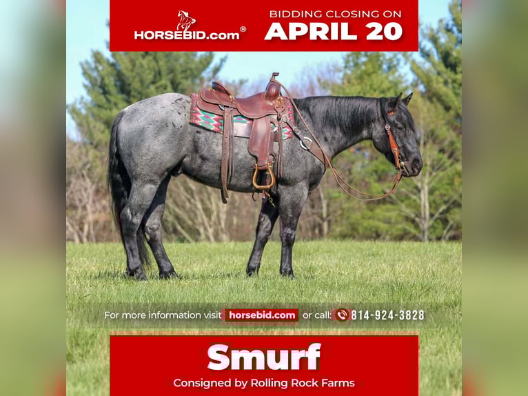 Quarter horse américain Hongre 4 Ans 152 cm Rouan Bleu in Clarion