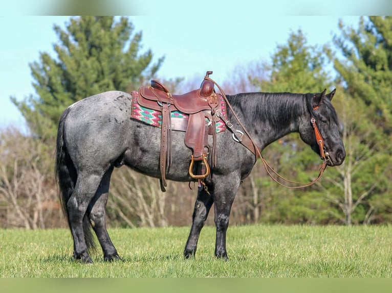 Quarter horse américain Hongre 4 Ans 152 cm Rouan Bleu in Clarion