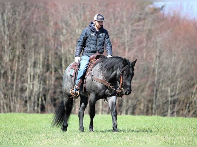 Quarter horse américain Hongre 4 Ans 152 cm Rouan Bleu in Clarion
