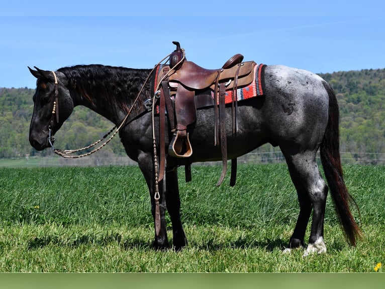 Quarter horse américain Hongre 4 Ans 152 cm Rouan Bleu in Rebersburg