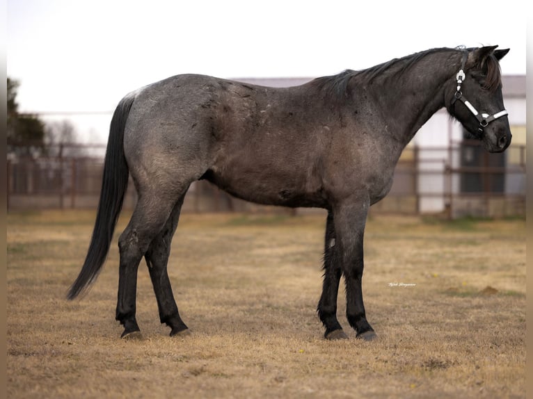 Quarter horse américain Hongre 4 Ans 152 cm Rouan Bleu in Ripley