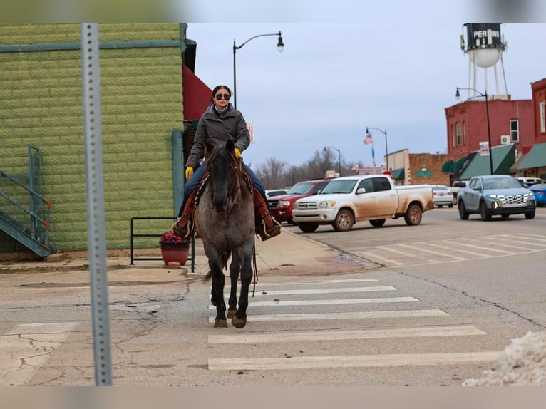 Quarter horse américain Hongre 4 Ans 152 cm Rouan Bleu in Ripley