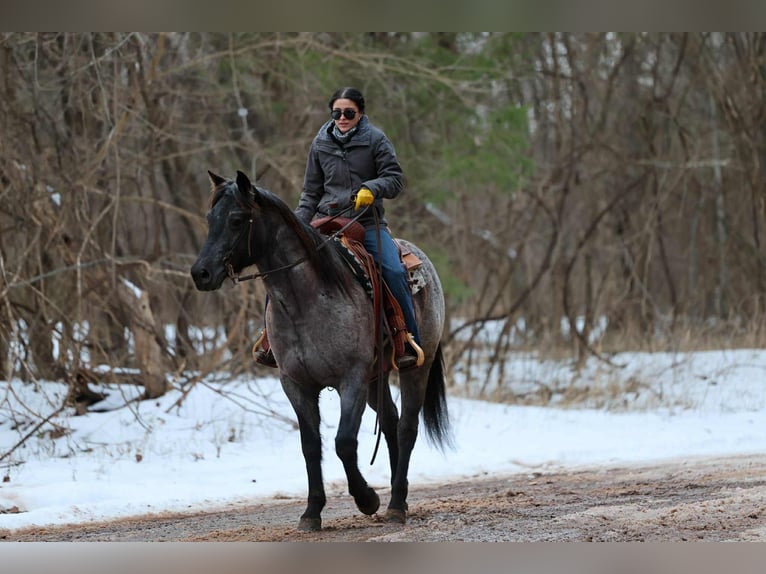 Quarter horse américain Hongre 4 Ans 152 cm Rouan Bleu in Ripley