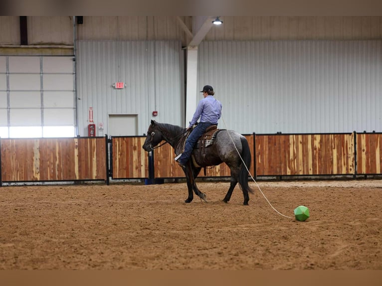 Quarter horse américain Hongre 4 Ans 152 cm Rouan Bleu in Ripley