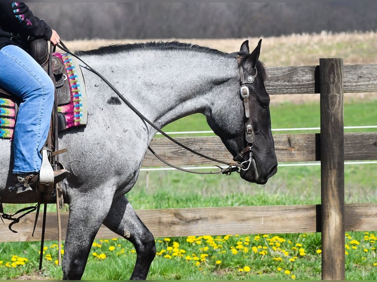 Quarter horse américain Croisé Hongre 4 Ans 152 cm Rouan Bleu in Strasburg