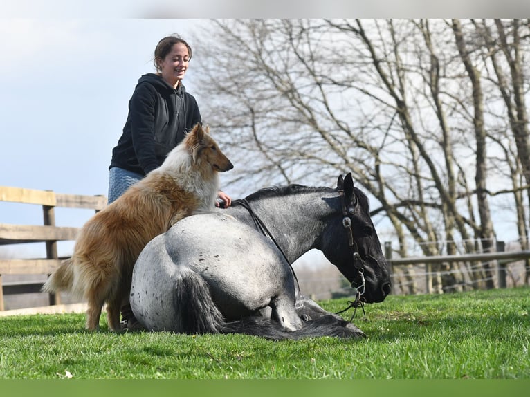 Quarter horse américain Croisé Hongre 4 Ans 152 cm Rouan Bleu in Strasburg