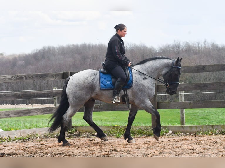 Quarter horse américain Croisé Hongre 4 Ans 152 cm Rouan Bleu in Strasburg